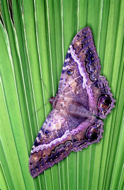 The Black Witch Moth: Ancient Wisdom and Good Luck in the Modern World
